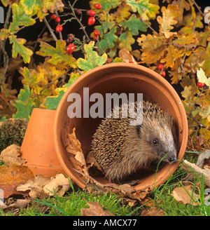 Igel Erinaceus europaeus in der Gartenszene Stockfoto