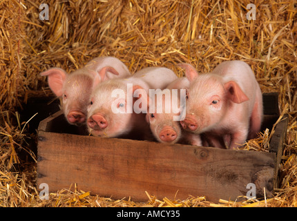 Ein Wurf großer weißer Hybridfferkel auf Buckinghamshire Small Holding Stockfoto