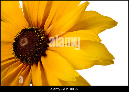Detailansicht der Blume in voller Blüte Stockfoto