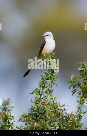 Schere – Tailed Flycatcher Stockfoto