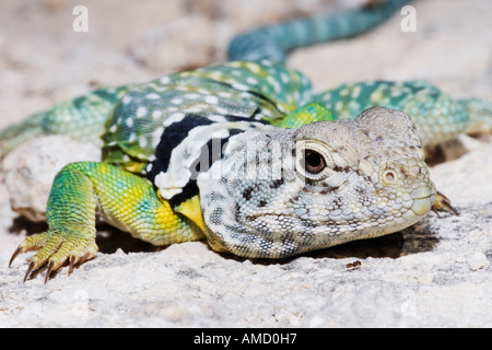 Collared Eidechse Stockfoto