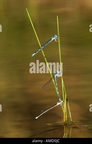 Paarung Libellen Stockfoto