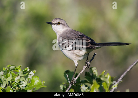 Spottdrossel Stockfoto