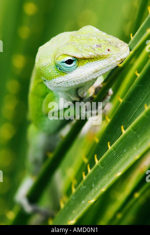 Grüne Anole Eidechse Stockfoto