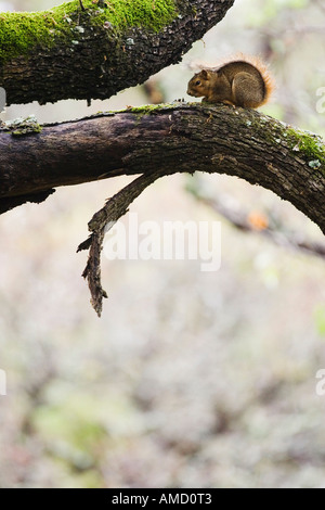 Eichhörnchen auf Ast Stockfoto