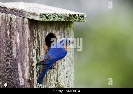 Östlichen Bluebird bei Verschachtelung Box Stockfoto