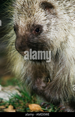 Nahaufnahme von Porcupine Stockfoto