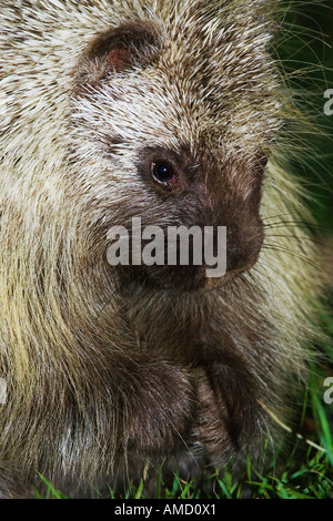 Nahaufnahme von Porcupine Stockfoto