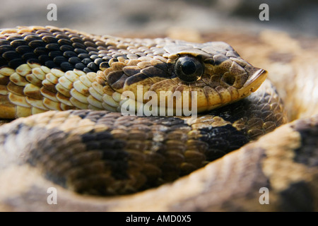 Gewickelte Hognosed Schlange Stockfoto