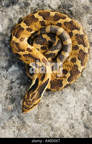 Gewickelte Hognosed Schlange Stockfoto