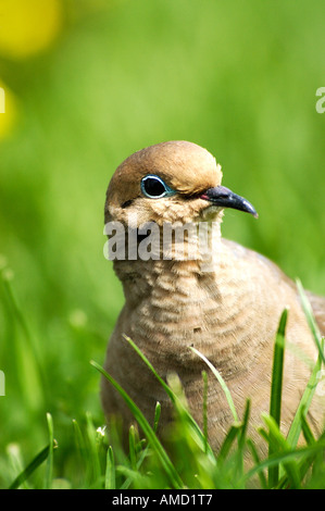 Mourning Dove Zenaida Macroura Gras sitzen Stockfoto