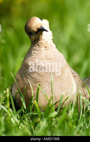 Mourning Dove Zenaida Macroura Gras sitzen Stockfoto