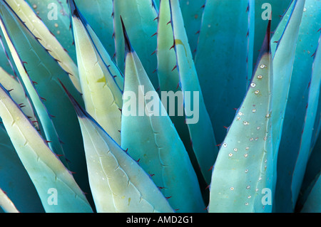 Stock Foto von Agave-Pflanze-detail Stockfoto