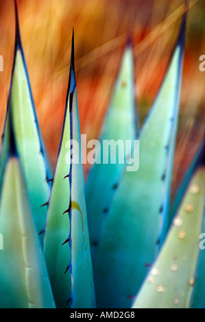 Stock Foto von Agave-Pflanze-detail Stockfoto