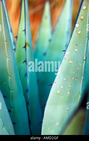 Stock Foto von Agave-Pflanze-detail Stockfoto