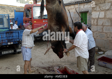 Die Entsorgung von einem Stier nach einem Stierkampf in Spanien. Stockfoto