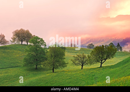 Misty Wiese mit Obstbäumen, Kanton Zürich, Schweiz Stockfoto