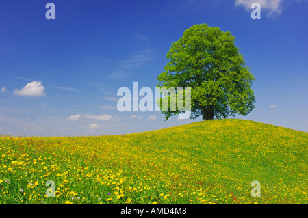 Baum auf Hügel, Kanton Zürich, Schweiz Stockfoto