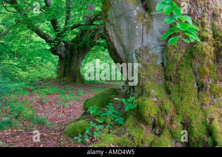 Alte Buche Bäume im Wald, Nationalpark Kellerwald-Edersee, Hessen, Deutschland Stockfoto