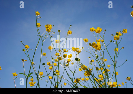 Wiese Butterblumen Stockfoto