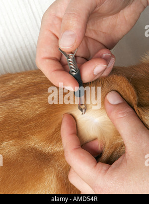 Katze erhält eine Zecke entfernt Stockfoto