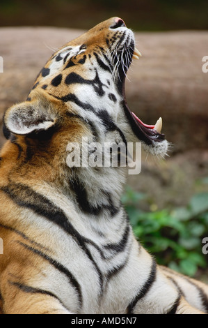 Sibirischer Tiger Stockfoto