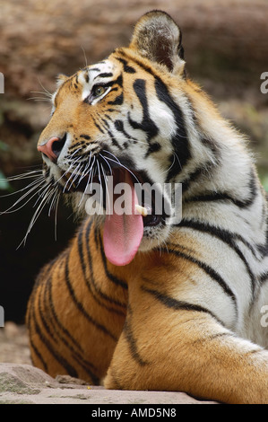 Sibirischer Tiger Stockfoto