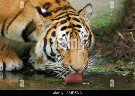 Sibirischer Tiger trinken Stockfoto