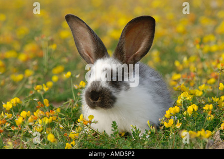 Kaninchen in Wiese Stockfoto