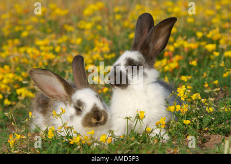 Kaninchen in Wiese Stockfoto