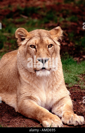 Asiatische Löwe Panthera Leo persica Stockfoto