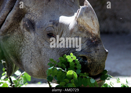 Panzernashorn gefangene Exemplar Stockfoto