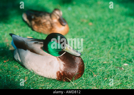 Stockenten Stockfoto