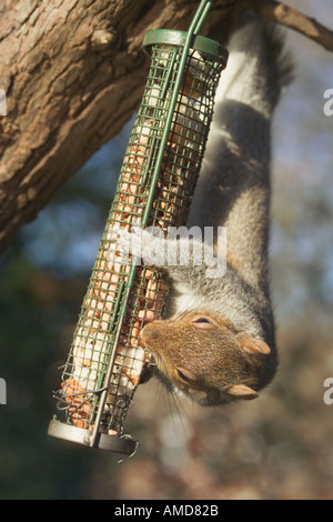 Graue Eichhörnchen Sciurus Carolinensis überfallen Vogelhäuschen London UK Stockfoto