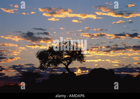 Silhouette der Baum bei Sonnenuntergang, Riemvasmaak, Südafrika Stockfoto