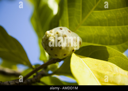 Detailansicht der Früchte am Baum Stockfoto