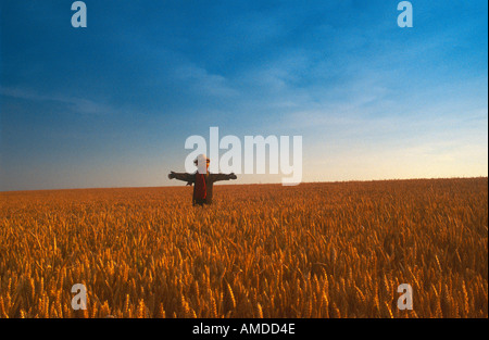 Vogelscheuche in einem Kornfeld Stockfoto