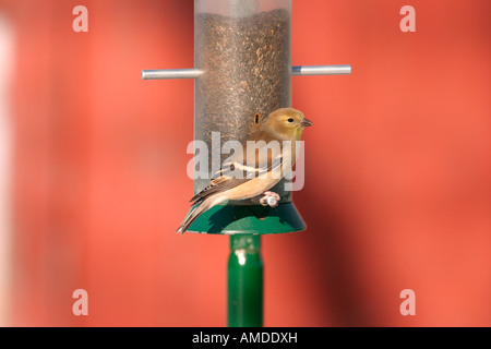 Amerikanische Stieglitz an Distel feeder Stockfoto