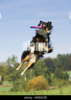 Australian Shepherd. Erwachsener Hund spielen mit Flying Disc Stockfoto