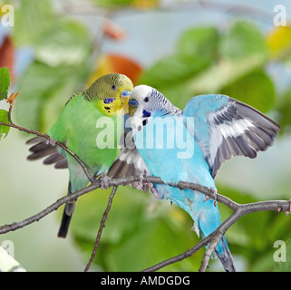 Wellensittich, Wellensittich (Melopsittacus Undulatus). Zwei Vögel auf einem Zweig, spielen Stockfoto