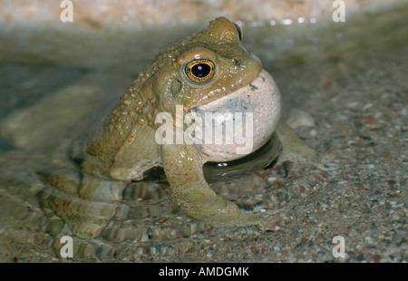 grüne Kröte oder bunte Kröte Bufo viridis Stockfoto