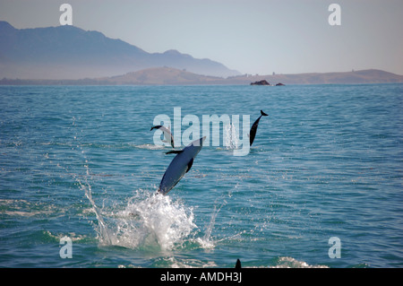 Springende Dusky Delphine (Lagenorhynchus Obscurus) Kaikoura Neuseeland Stockfoto