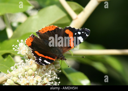 Red Admiral auf Fatsia Bloom Stockfoto