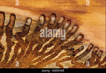 Borkenkäfer Scolytidae (Ipidae) Graveur Käfer Käfer Ambrosia, Holz Käfer Deutschland NP Bayerischer Wald Stockfoto