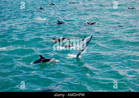 Große Herde von springende Dusky Delphine (Lagenorhynchus Obscurus) Kaikoura Neuseeland Stockfoto