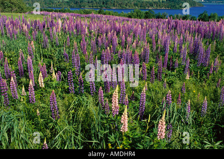 Lupinen Shampers Bluff, New Brunswick, Kanada Stockfoto