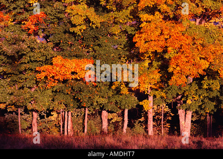 Bäume im Herbst in der Nähe von Kingston, New Brunswick, Kanada Stockfoto