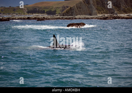 Schwertwal (Orcinus Orca) Orca Kaikoura Neuseeland Stockfoto