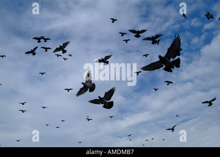 Herde von Tauben fliegen Stockfoto