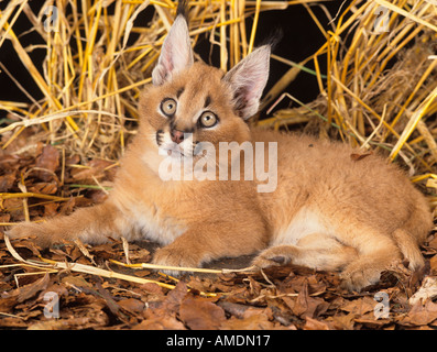 Cub Caracal Caracal Caracal Stockfoto